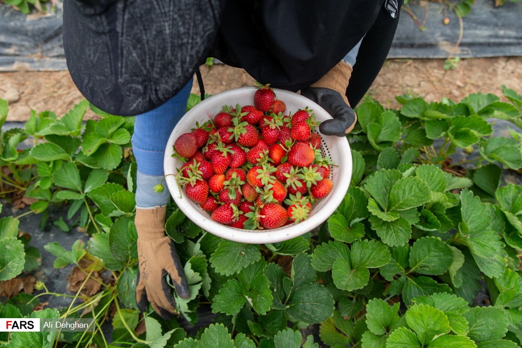 برداشت توت‌فرنگی
