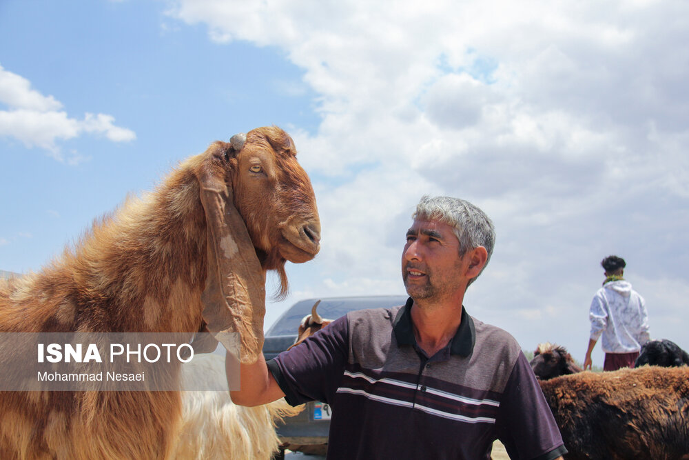 بازار خرید عید قربان در ترکمن صحرا