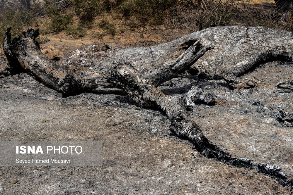 مهار آتش سوزی جنگل کرخه در شوش