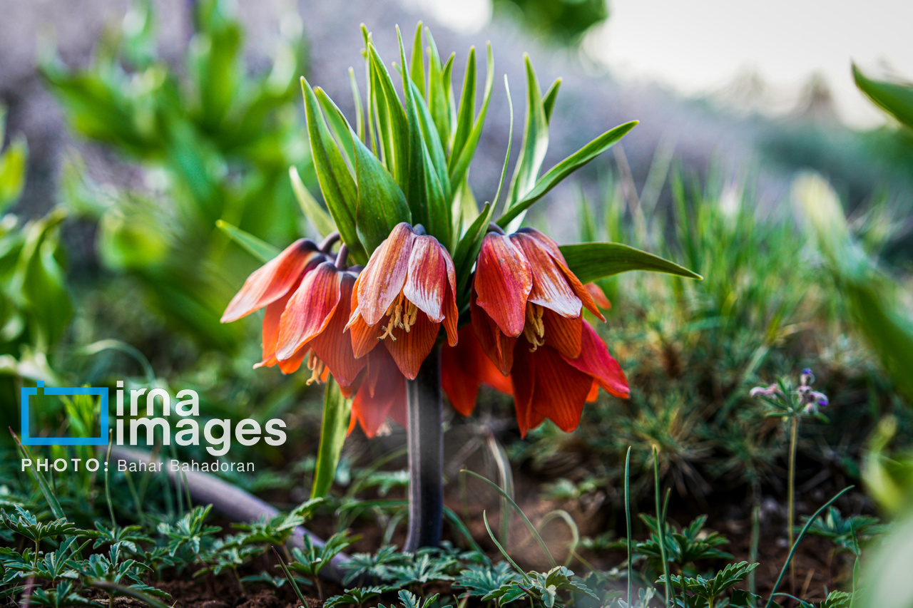 دشت لاله‌های واژگون کاکان