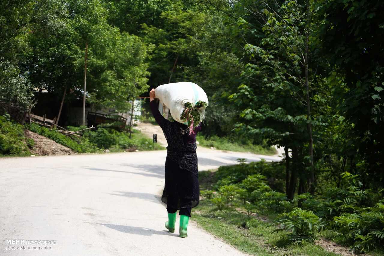 برداشت گل‌ گاو زبان