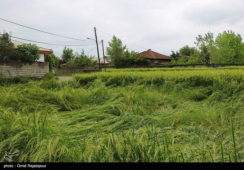 خسارت باران به شالیزارهای برنج - گیلان