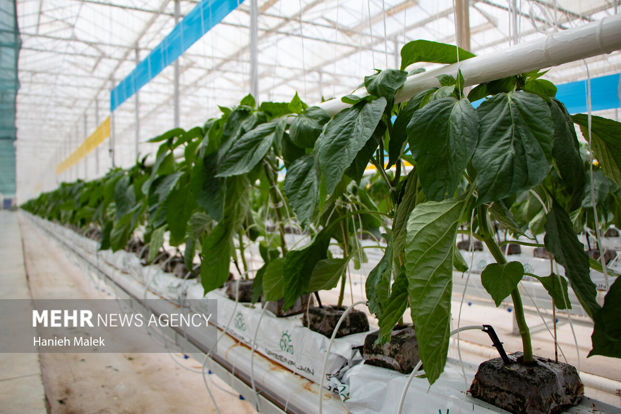 وزیر جهادکشاورزی