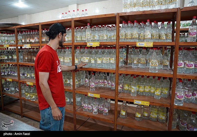 برداشت گل محمدی از باغات میمند فارس