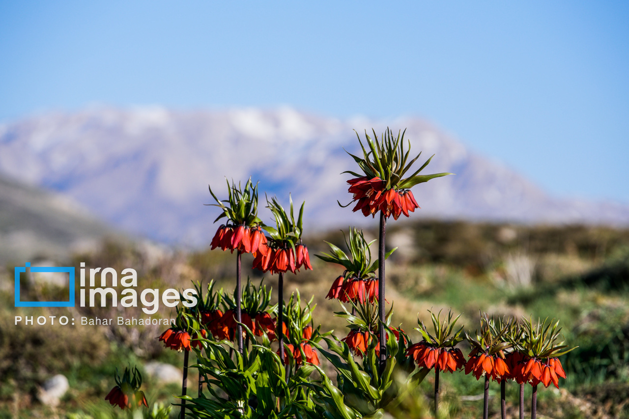 دشت لاله‌های واژگون کاکان