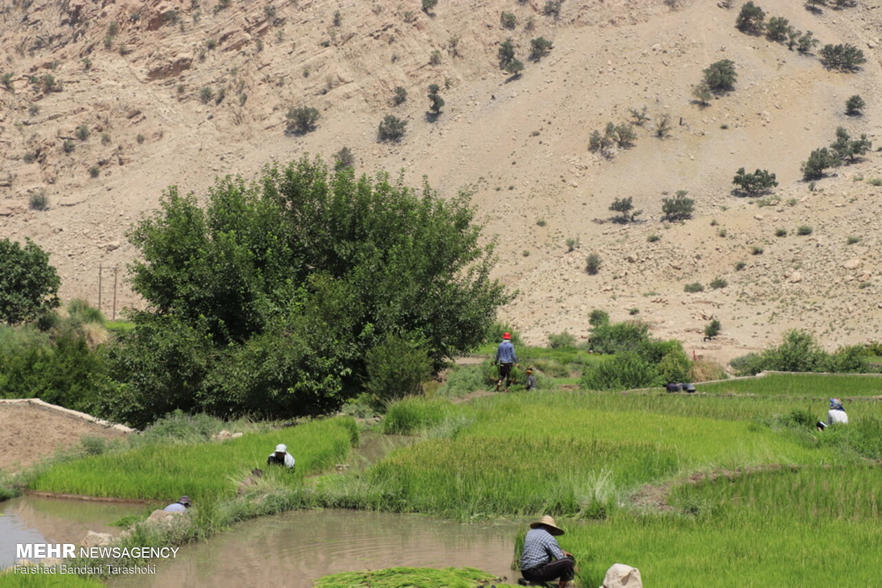 نشاء برنج