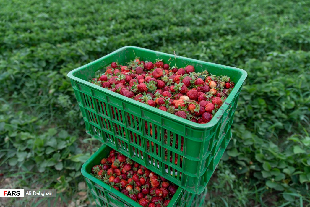 برداشت توت‌فرنگی