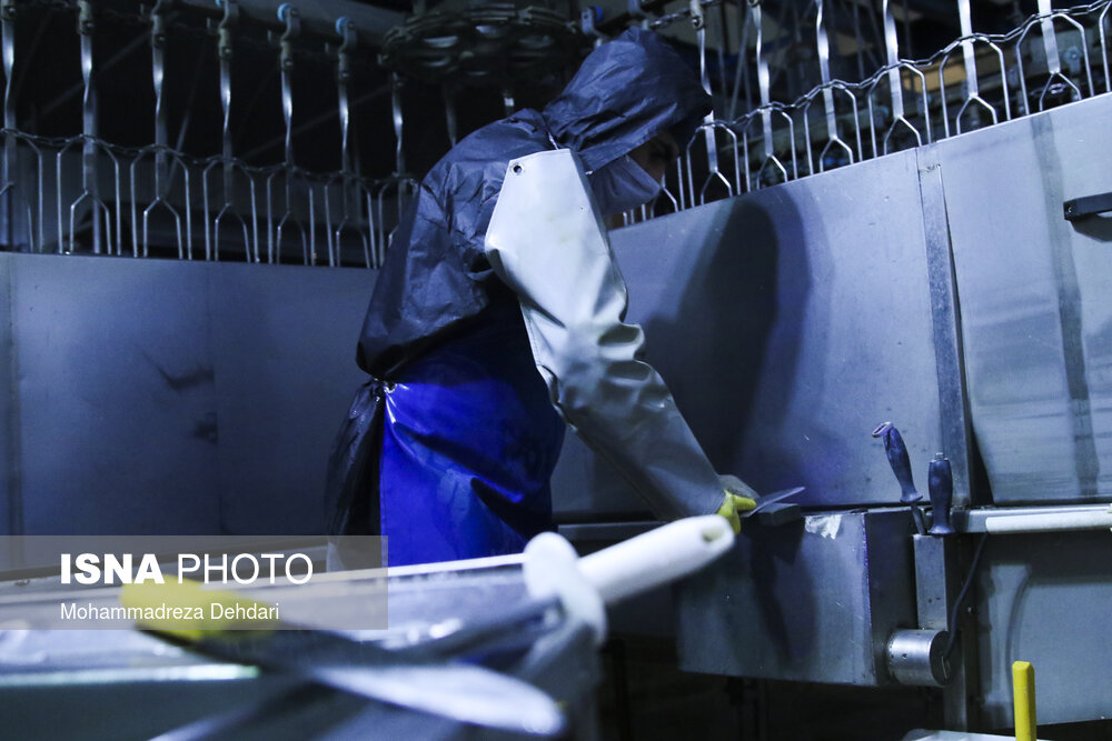 مرغ از کشتار تا بازار