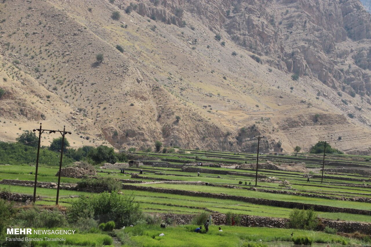 نشاء برنج