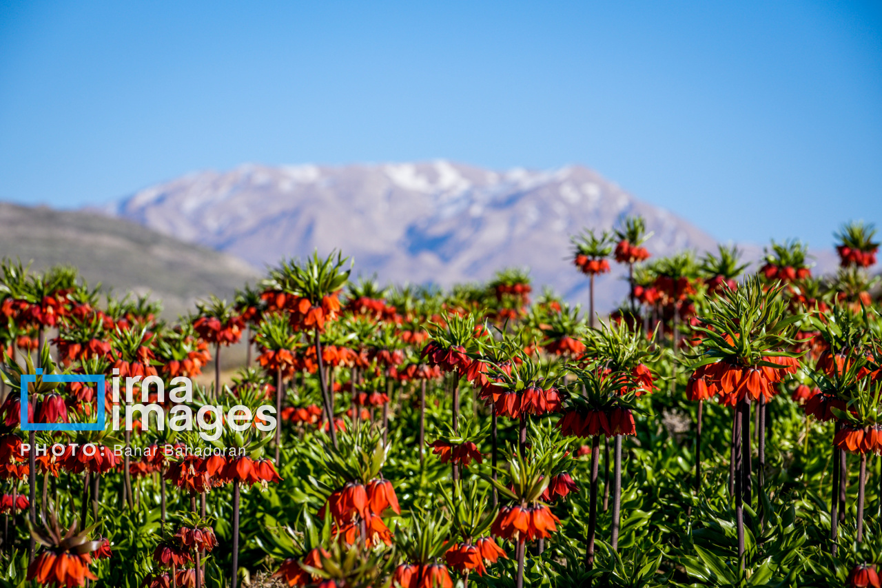 دشت لاله‌های واژگون کاکان