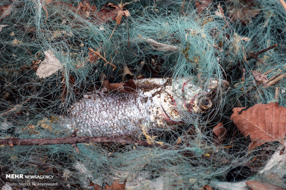 تورهای غیر مجاز ماهیگیری 