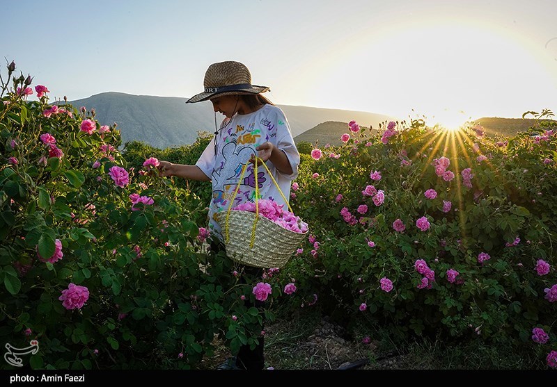 برداشت گل محمدی از باغات میمند فارس