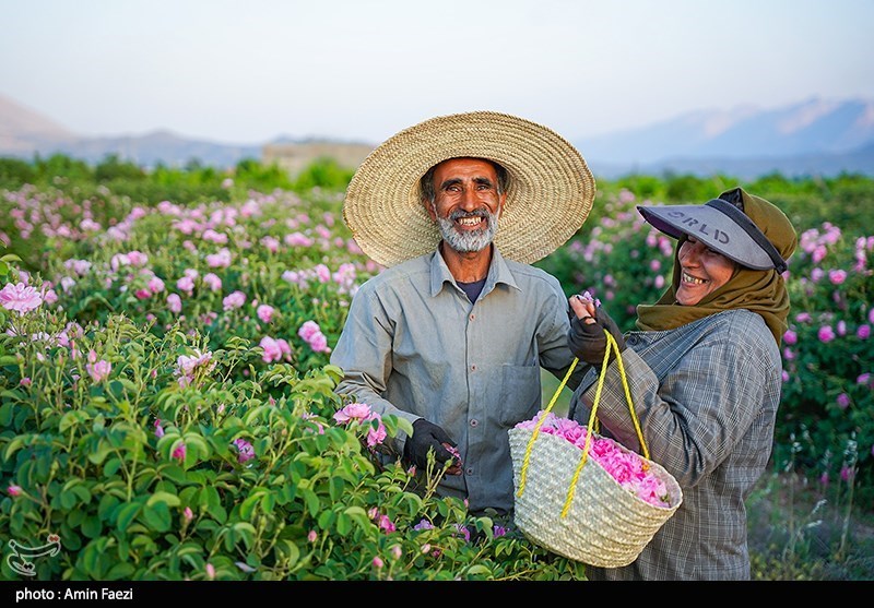 برداشت گل محمدی از باغات میمند فارس