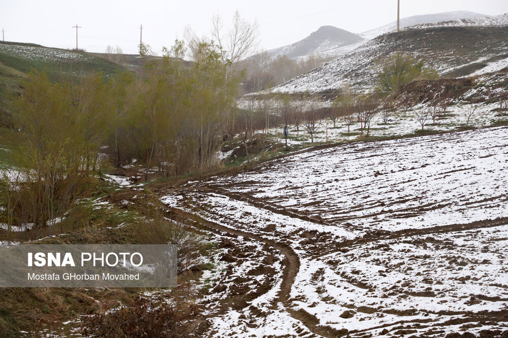 بارش برف بهاری - اهر