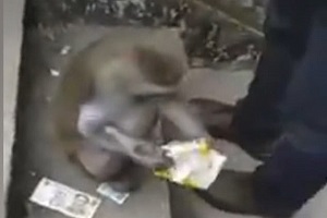 میمون دزدی که جیب مردم را خالی می‌کرد! +عکس