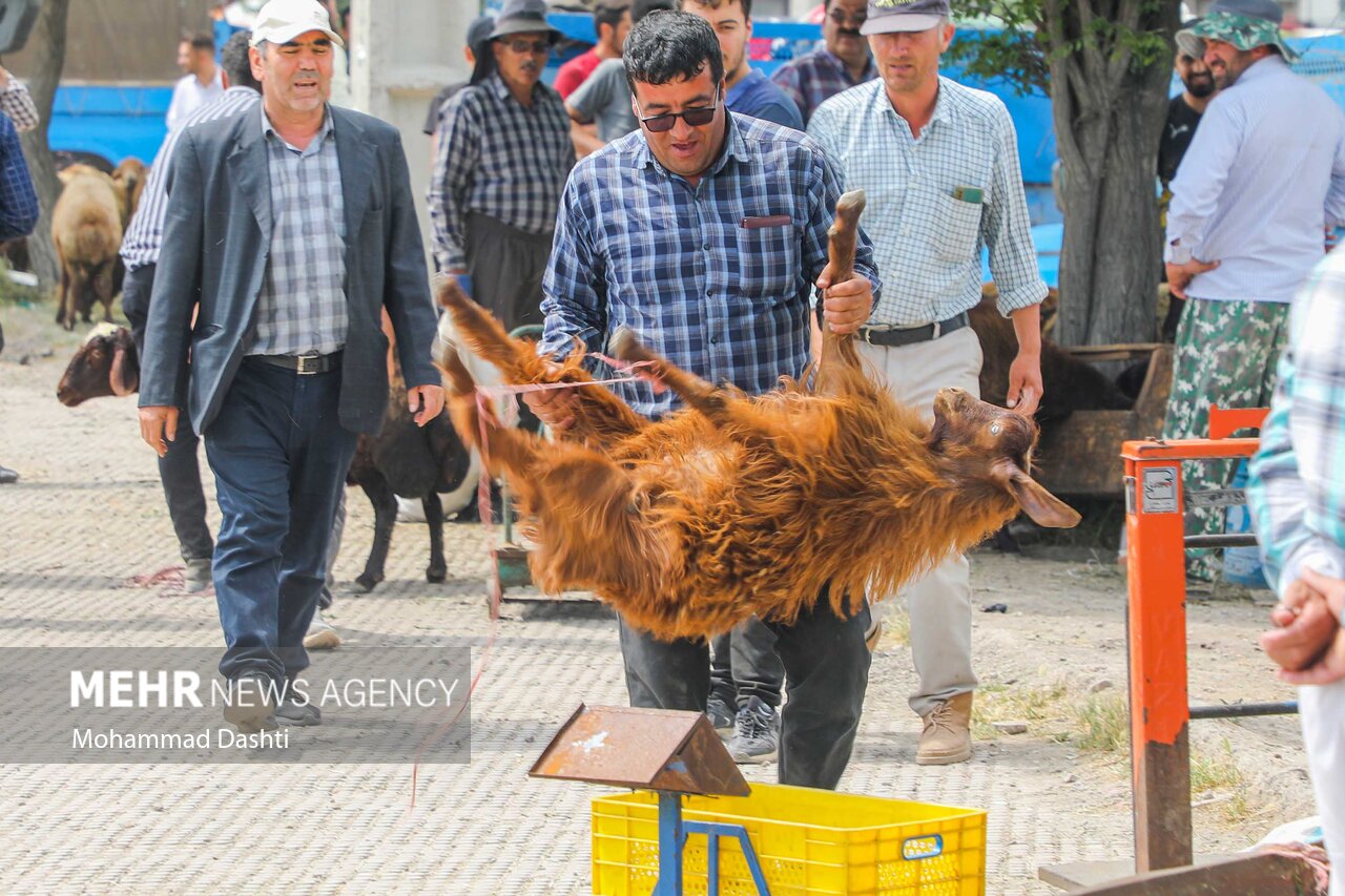 بازار فروش دام عید قربان در اردبیل