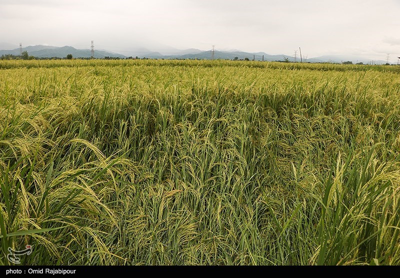خسارت باران به شالیزارهای برنج - گیلان
