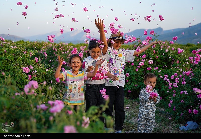 برداشت گل محمدی از باغات میمند فارس
