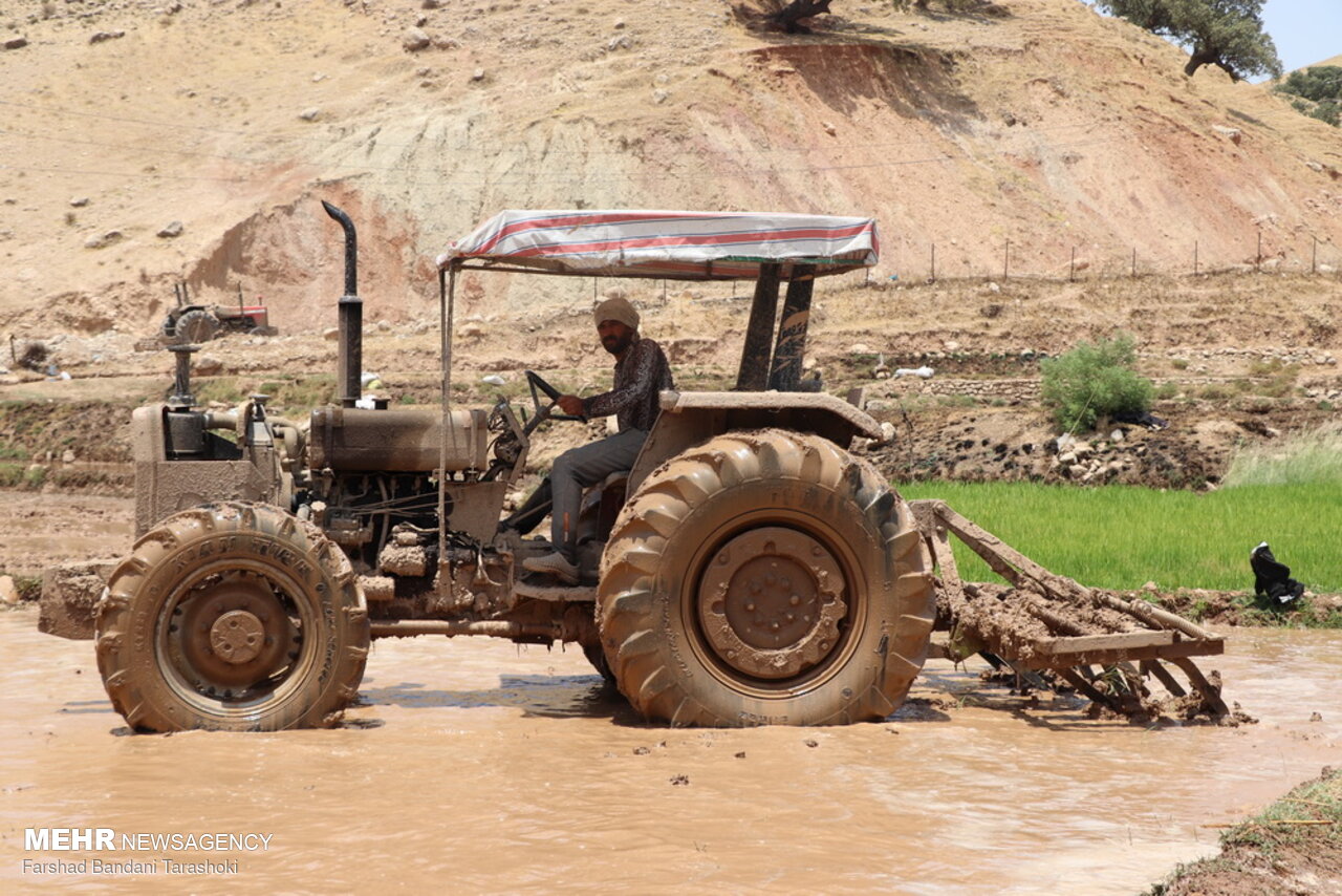 نشاء برنج