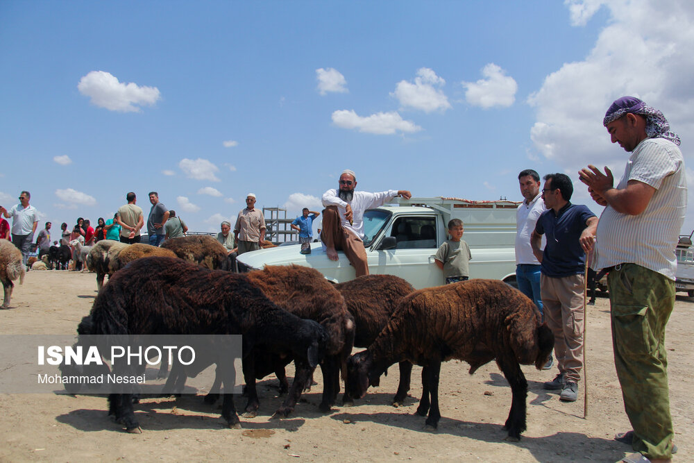 بازار خرید عید قربان در ترکمن صحرا