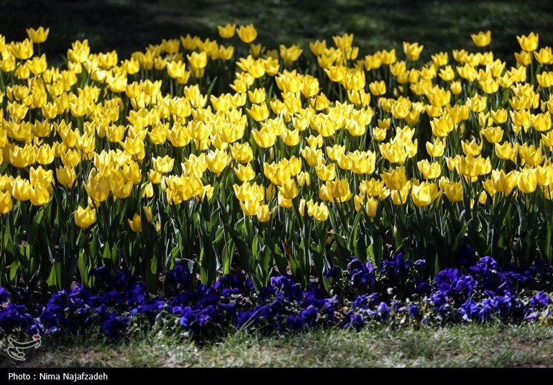 جشنواره گل های لاله- مشهد