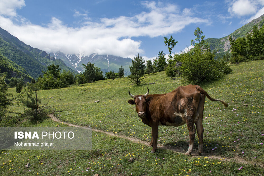 دشت دریاسر در تنکابن