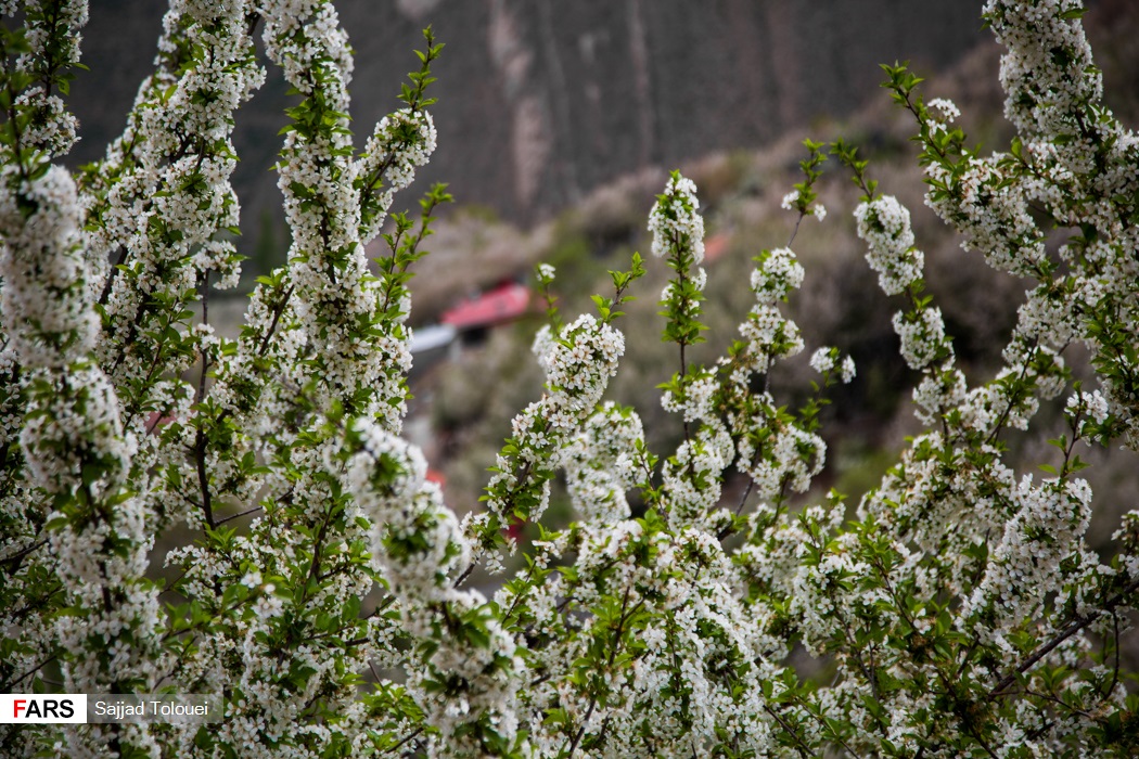 روستای تالون