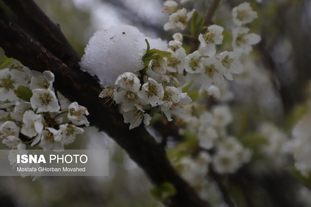 بارش برف بهاری - اهر