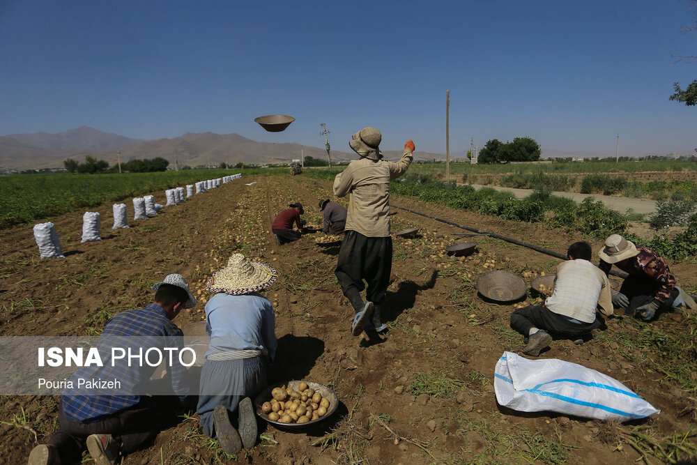 برداشت سیب زمینی