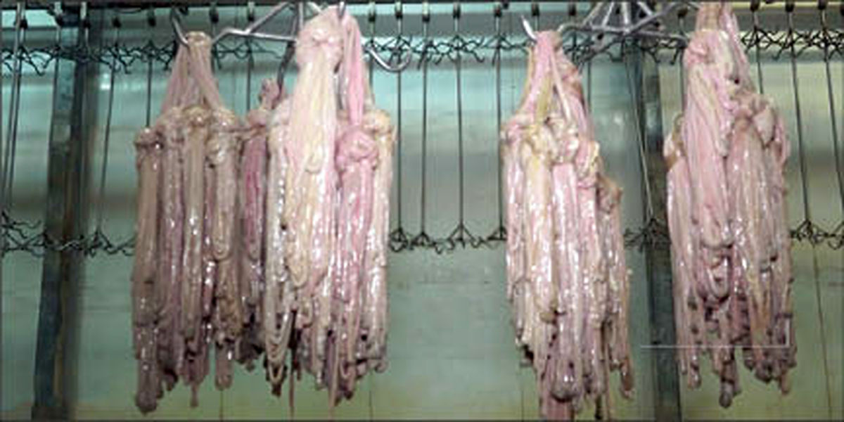 خام فروشی به روده رسید!