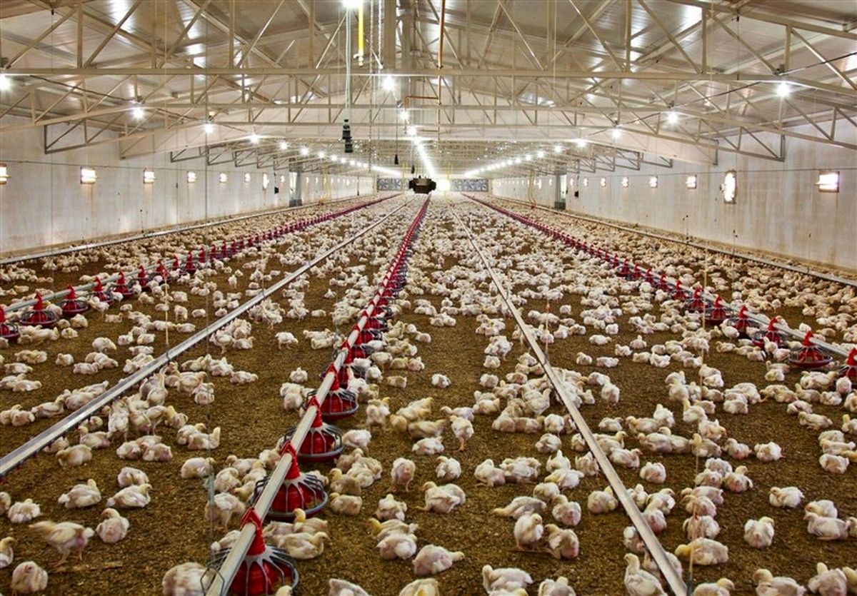 از سرگیری صادرات مرغ پس از ۶ سال 
