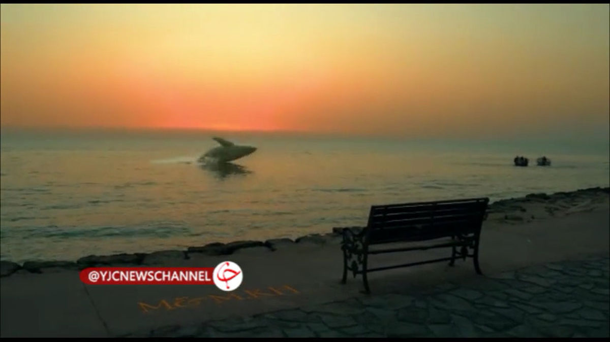 ماجرای پرش نهنگ در حوالی ساحل بوشهر +فیلم دیدنی