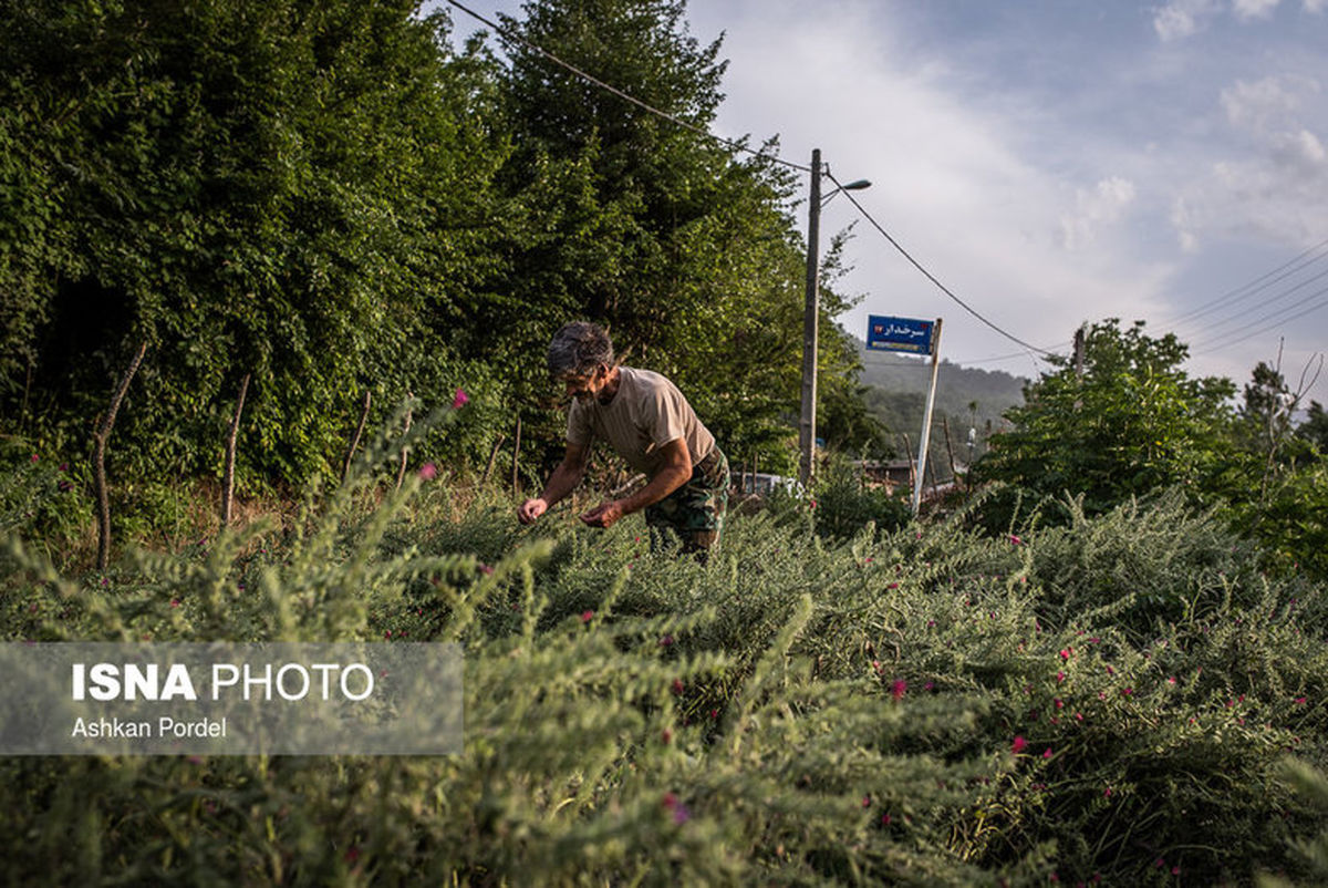 تصاویر: درخت ضدسرطان و مناسب برای قلیان در ایران!