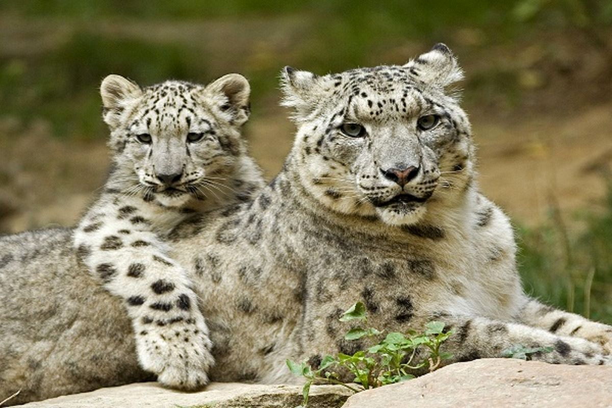 تصاویر/بدون شرح