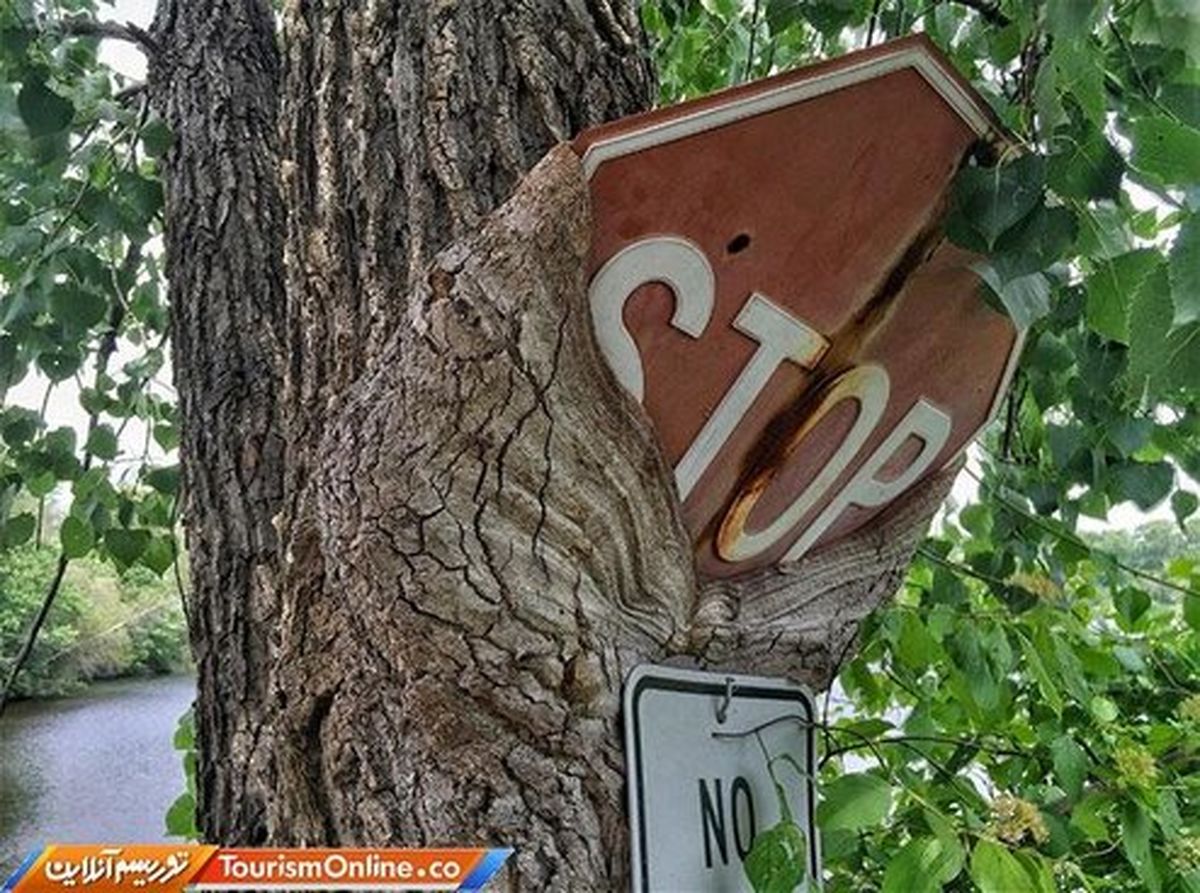 تصاویر: وقتی طبیعت بر بشر پیروز می‌شود!