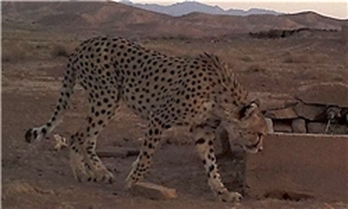 یوزپلنگ بالغ در پناهگاه میاندشت دیده شد +عکس