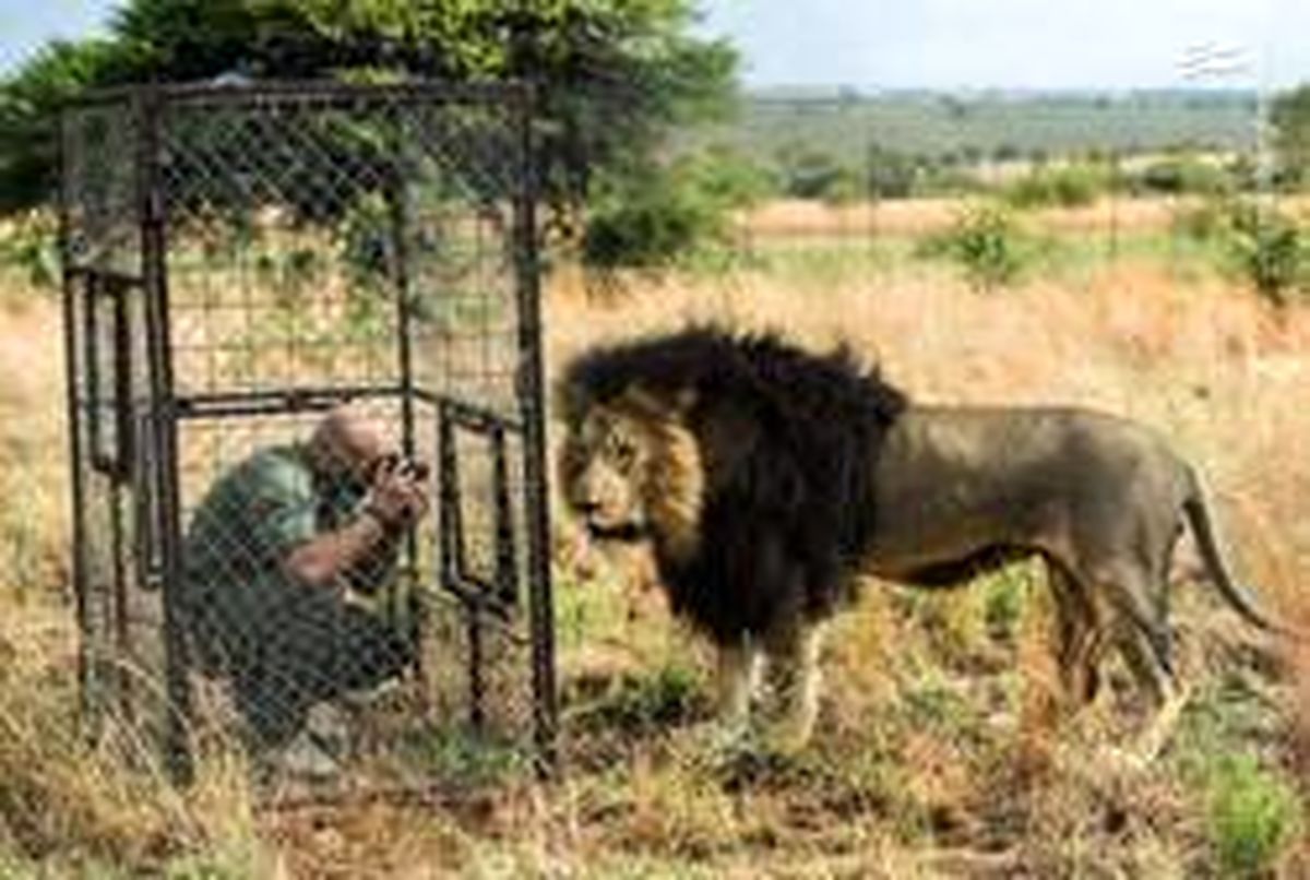 عکس: شیوه جالب عکاسی از شیرهای پارک جنگلی!