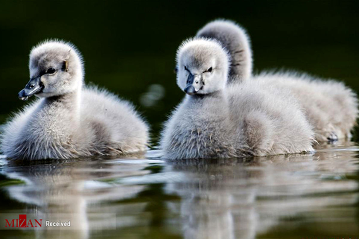 تصاویر: باغ‌های بوتانیک در سنگاپور