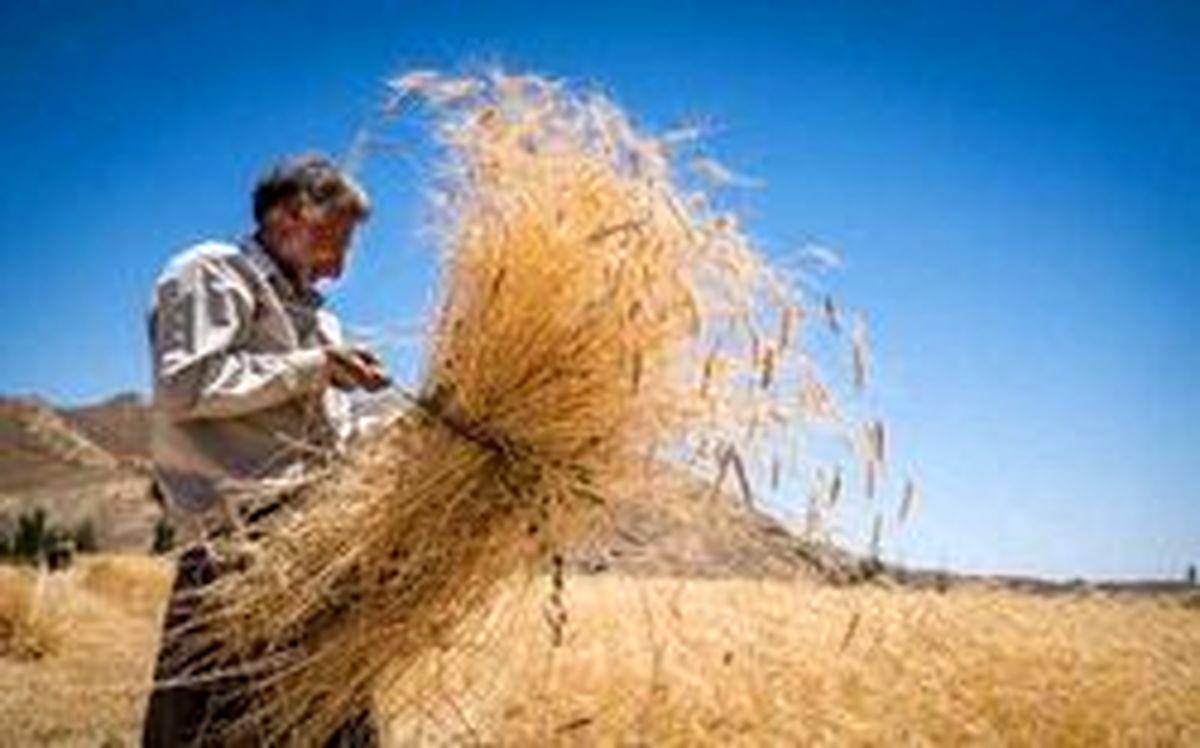 دلالان گندم را با قیمت پایین، اما نقد می‌خرند