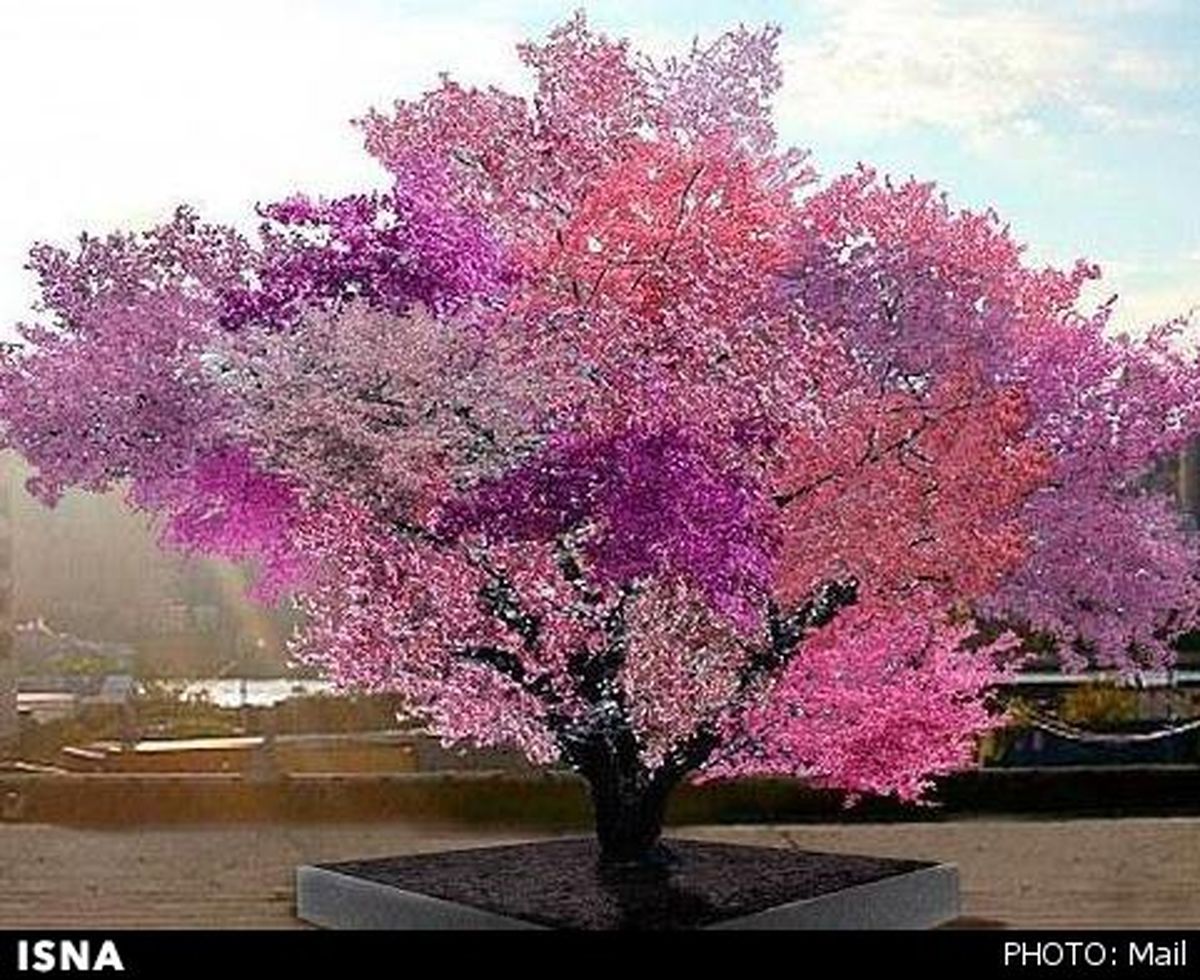 درختی که 40 نوع میوه می‌دهد!/ تصاویر