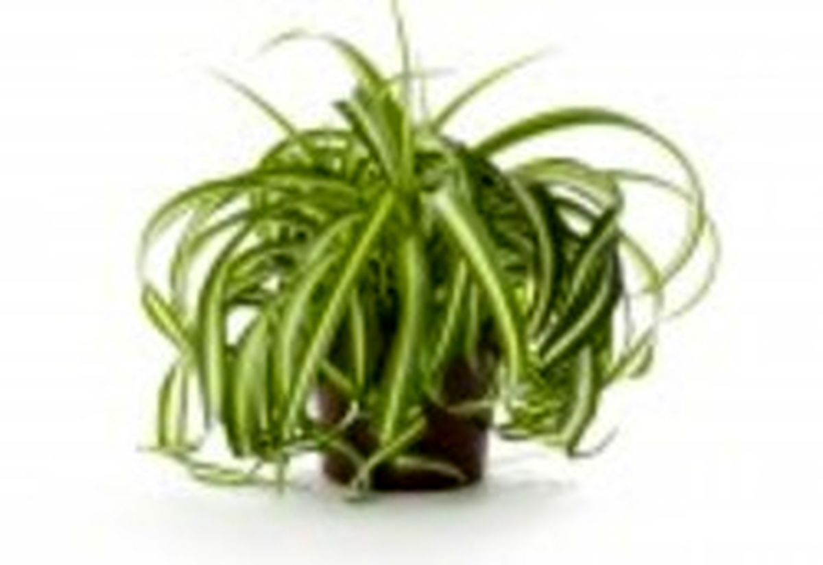 آشنایی با نحوه صحیح کاشت و پرورش گل گندمی