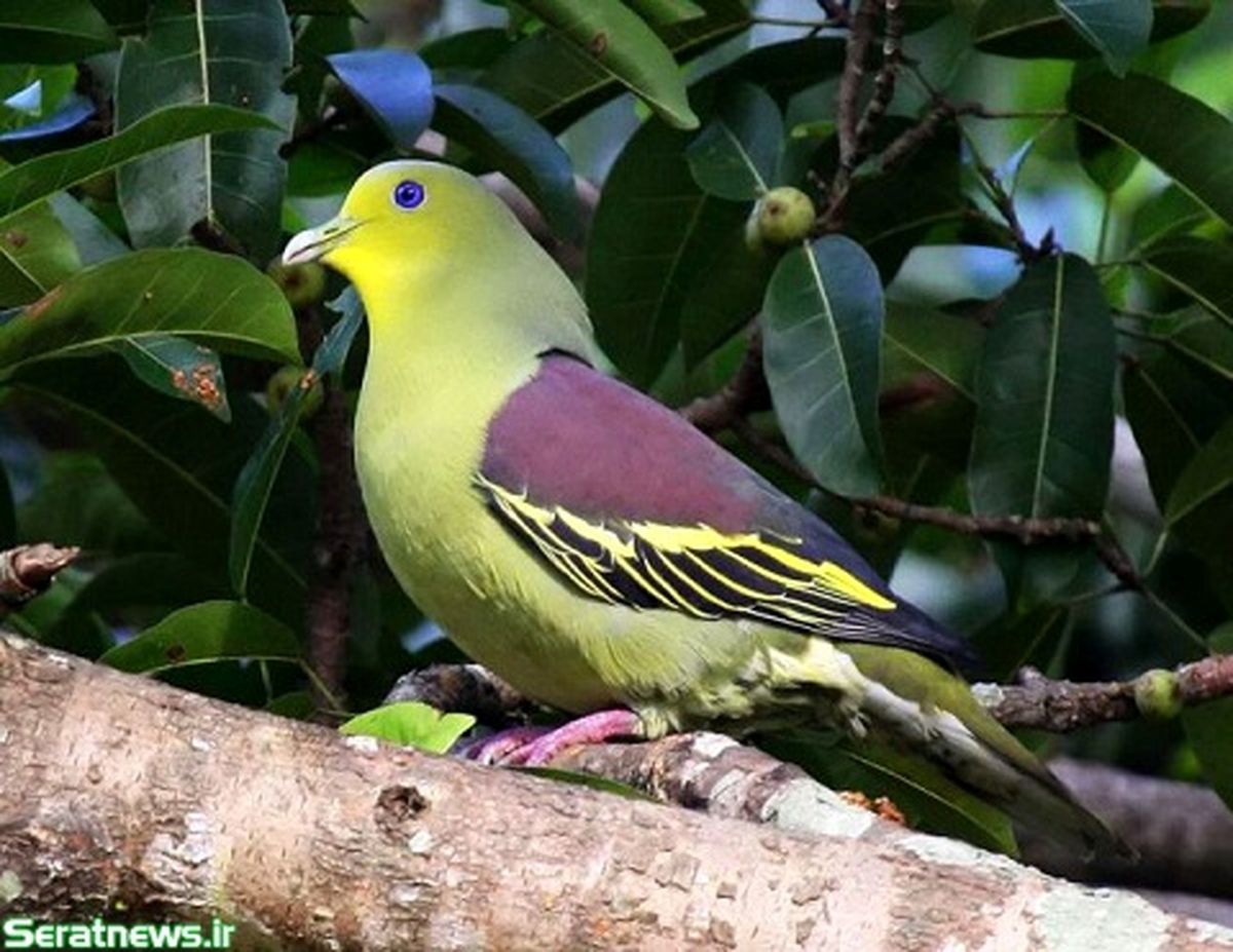 عکس/ کبــوتر بهشتی