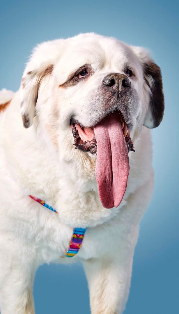 سگ آمریکایی با بزرگترین زبان دنیا! +عکس