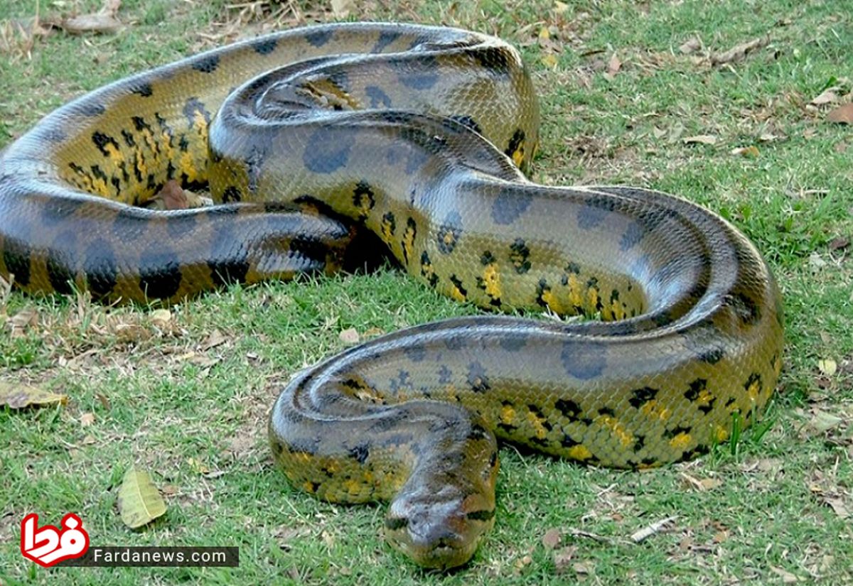 ۸ ماری که قادرند انسانی را یک‌جا ببلعند +تصاویر