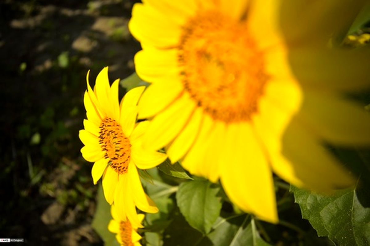 تصاویر: مزارع آفتابگردان گلستان