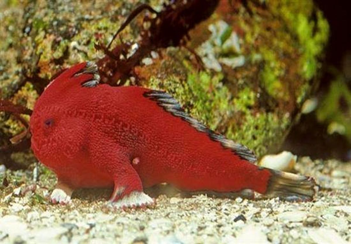 ماهی بسیار عجیب که راه می رود