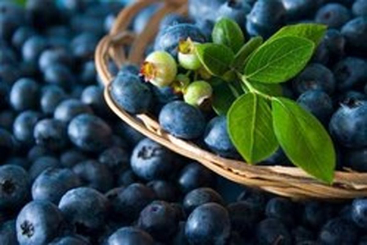 زنان مبتلا به سرطان دهانه رحم بلوبری مصرف کنند