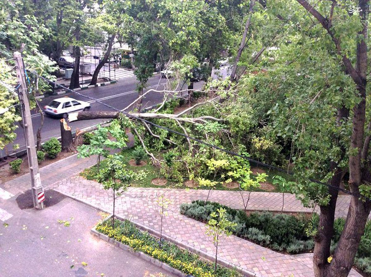 عکس: شکستن درختی تنومند در تهران