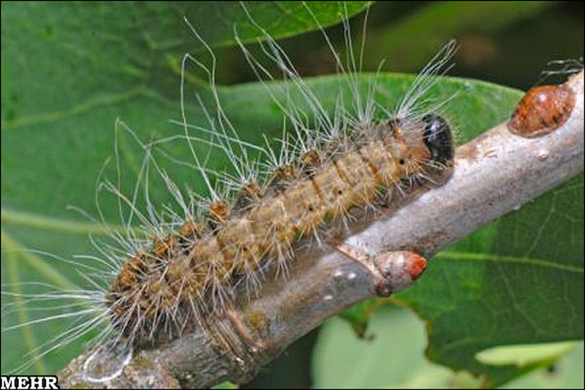 تهدید مهلکی برای المپیک 2012/ عکس