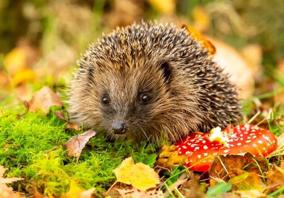 شناسایی یک ابرمیکروب خطرناک در جوجهتیغی